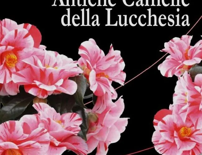 Apartment - I Girasoli Capannori